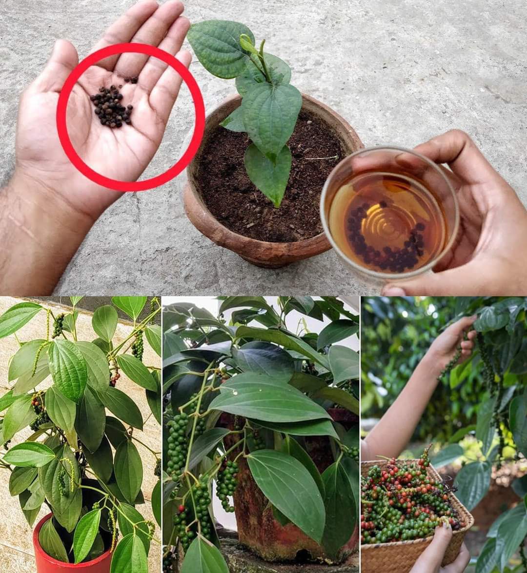 From Seed to Spice: Your Guide to Growing Black Pepper at Home!