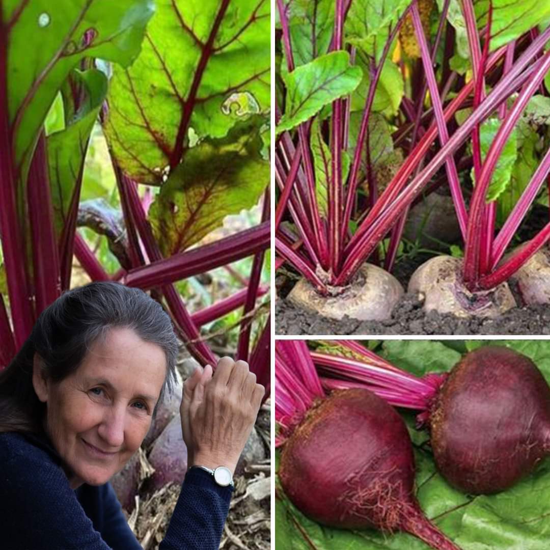 Beetroot Bliss: Unlock the Vibrant Veggie’s Delicious Potential (Easy Recipes Included!)