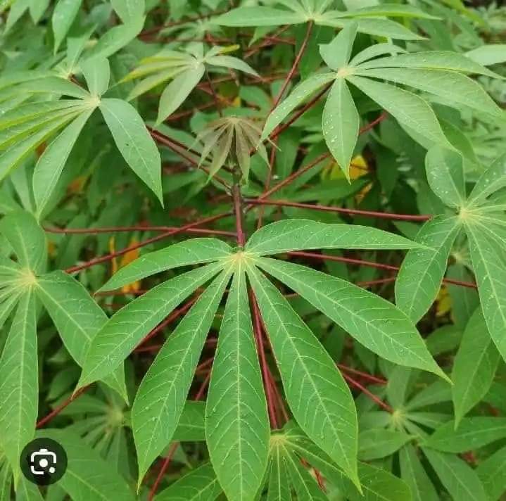 Nature’s Antiseptic: DIY Cassava Leaf Soap for Healthy Skin.