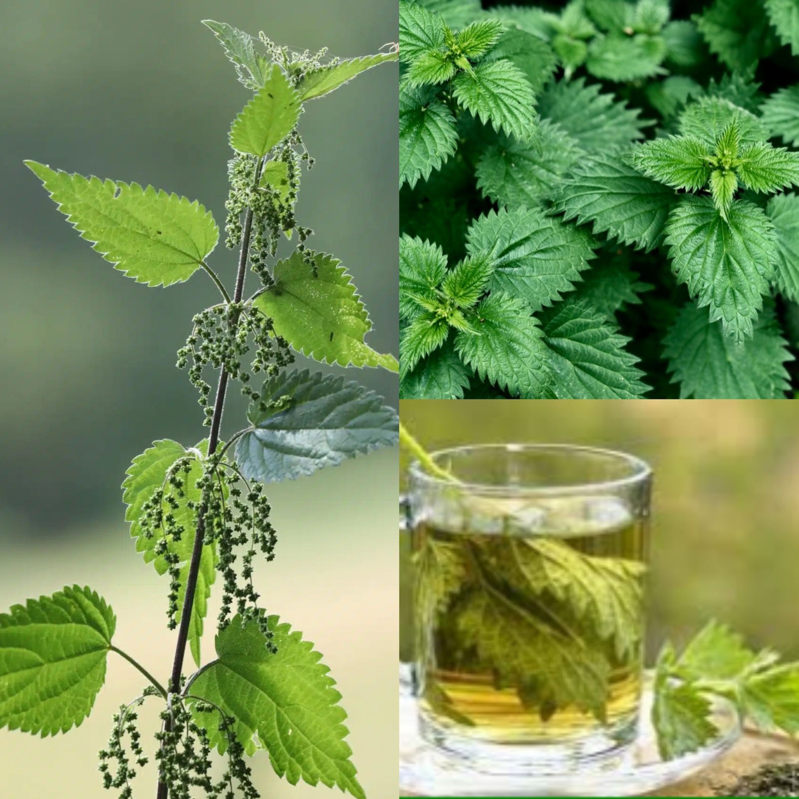 Tea for Uric Acid Management