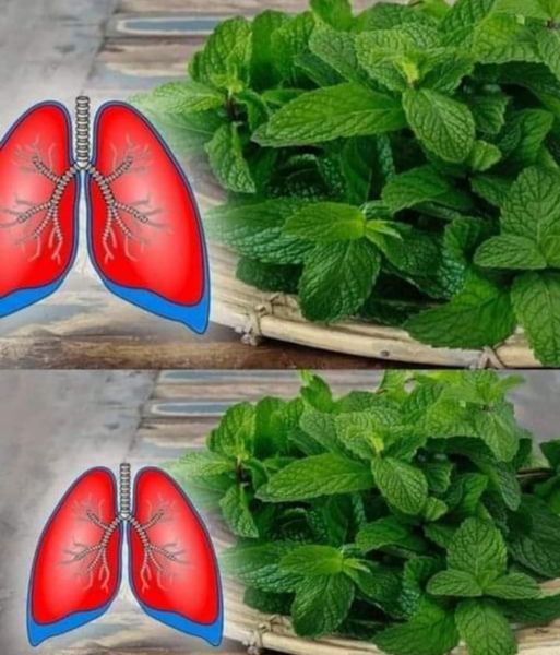 Herbal Tea for Lung Health and Asthma Relief