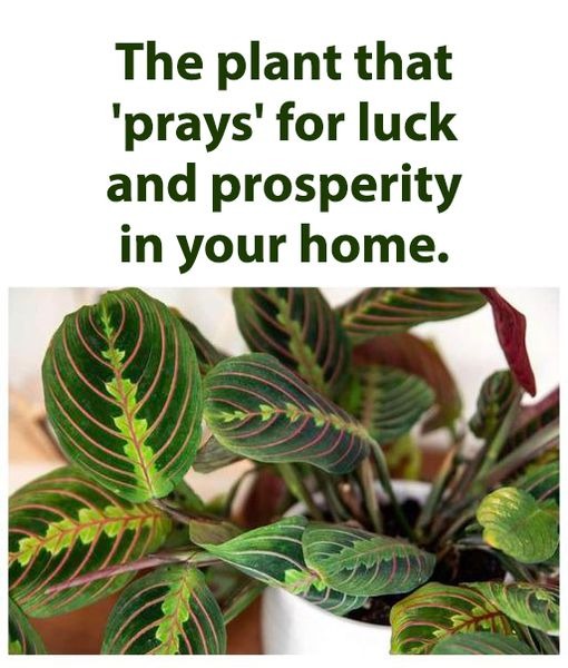 The Prayer Plant: Nature’s Devotee