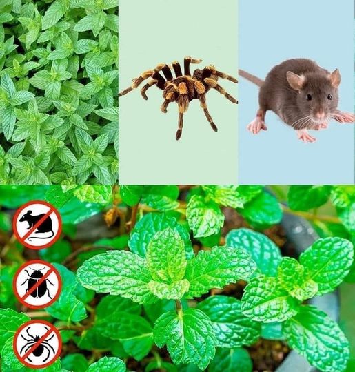 Herbal Pest Repellent Garden Recipe