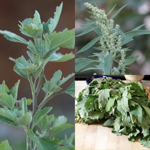 Most People Don’t Realize How Powerful This Plant Is, and It’s Probably Growing in Your Own Yard – Dandelion Healing Tea
