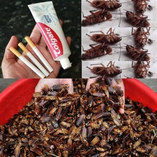 Magic Ingredient Cockroach Killer