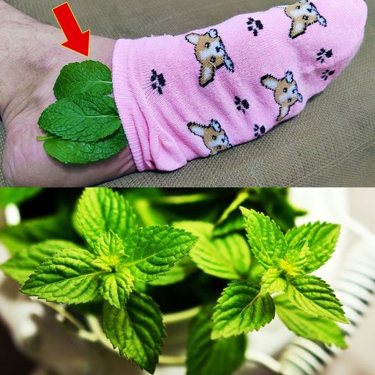 Mint Leaf Foot Treatment Recipe