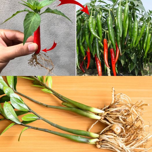 Recipe for Propagating Plants from Leaf Cuttings