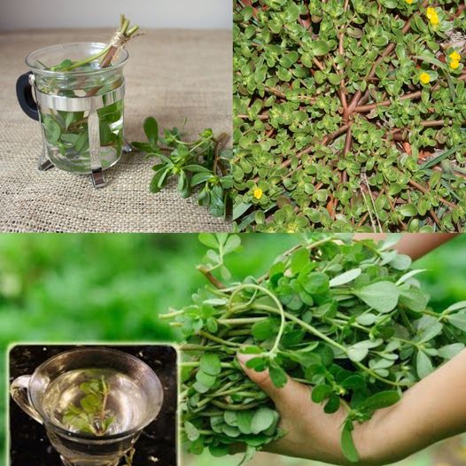 Recipe: Purslane Salad with Lemon Garlic Dressing