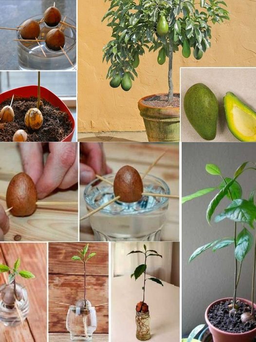 Grow Your Own Avocado: A Guide to Home Cultivation