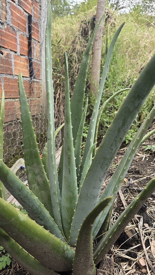 Aloe Vera and Citrus Refreshing Drink