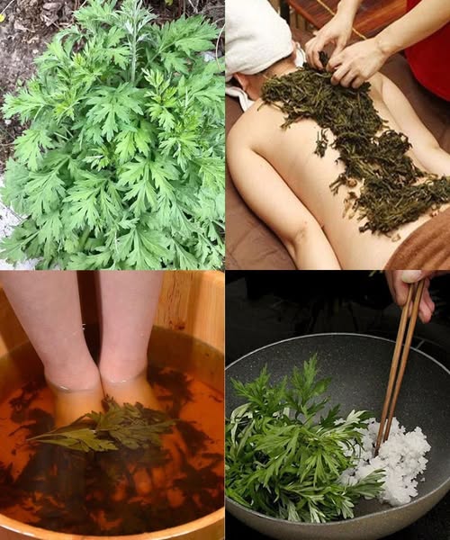The Hidden Power of Mugwort: Nature’s Unassuming Wonder…
