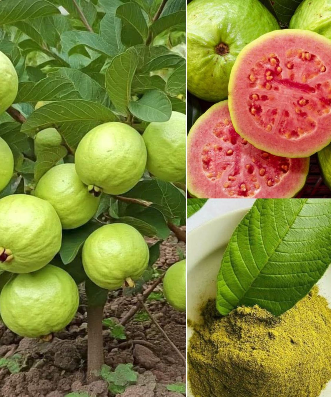5 Things Not to Do with Guava: Avoid These Common Mistakes