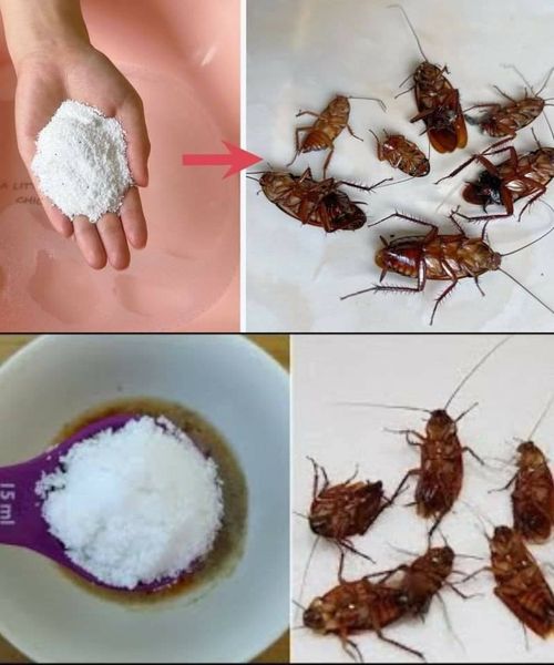 Beyond the Bottle: Natural Solutions to Send Cockroaches Packing!