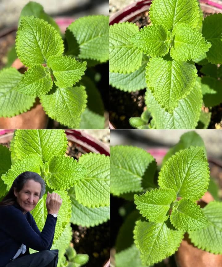 This Powerful Plant Is Restoring Eyesight Naturally – A Remedy That’s Changing Lives!