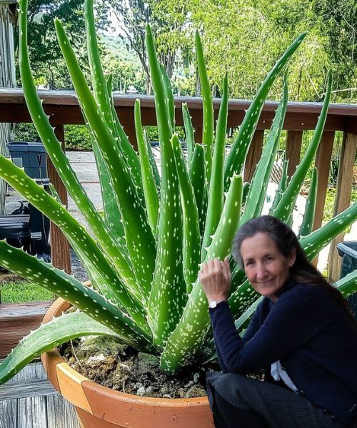10 Compelling Reasons to Plant Aloe Vera in Your Garden