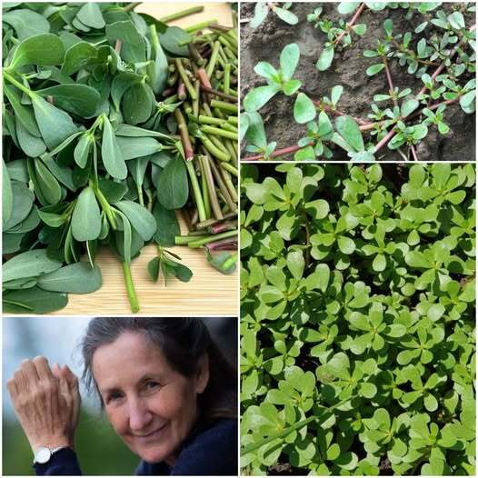 Very Tasty Purslane is Made in This Way | You Will Love This Recipe