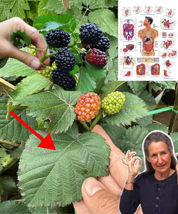 Everyone Loves Raspberries, But Few People Know That Their Leaves Are Worth Many Times More