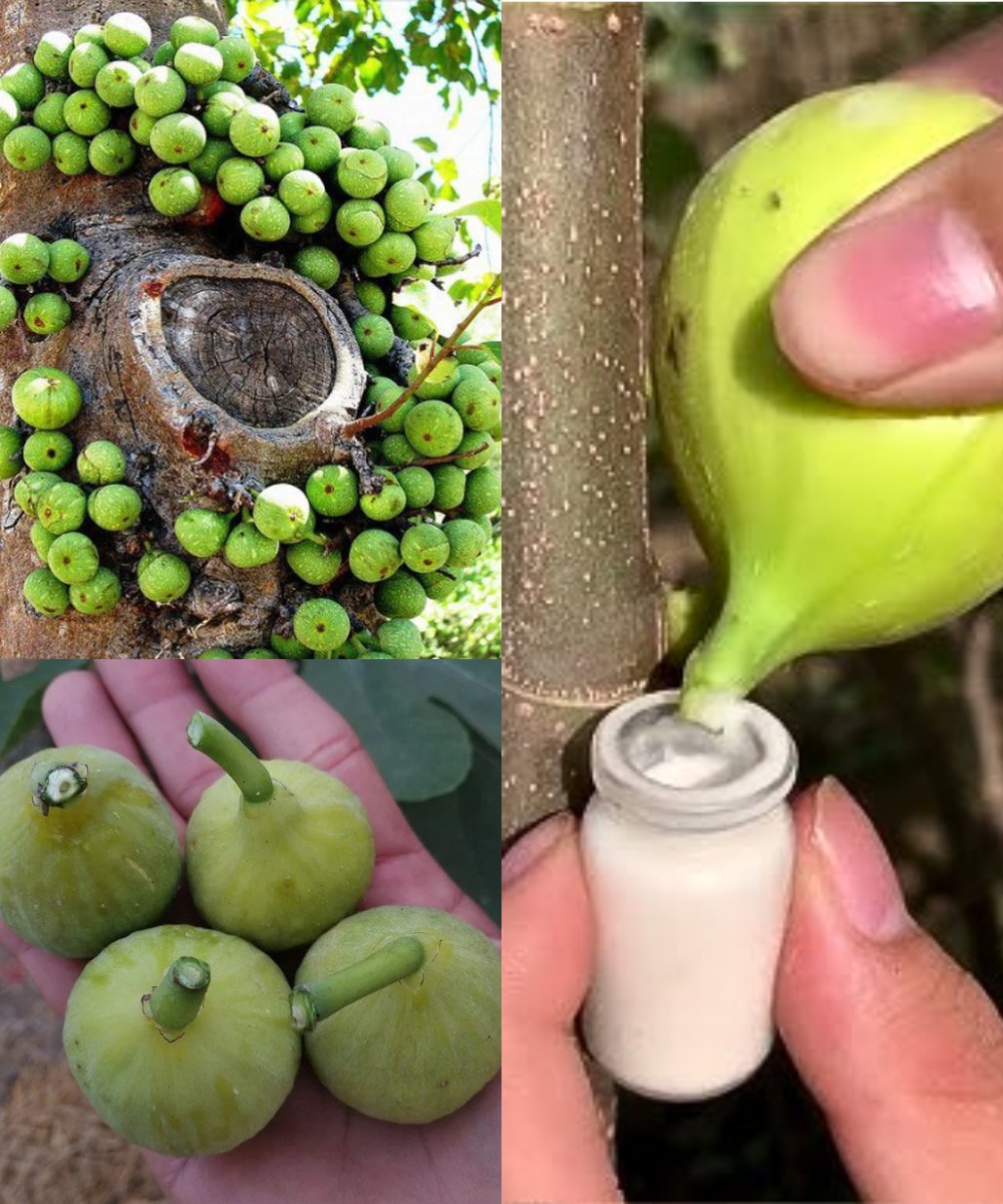 Nature’s Secret Remedy: The Healing Power of Figs and Fig Latex (Milky Sap) 🌿🍈